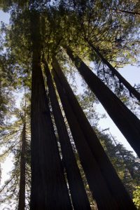 Redwoods
