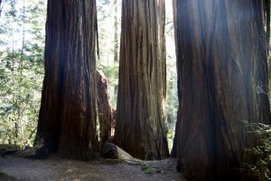 Redwoods