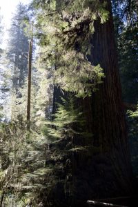 Redwoods