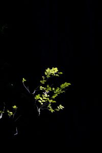 Glowing Leaves