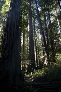 Redwoods