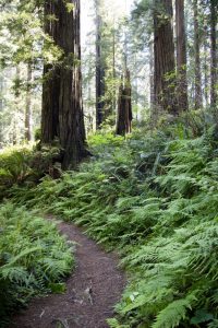 Redwoods