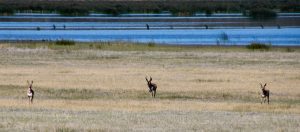 Antelope