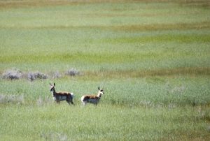 Antelope