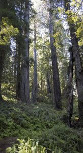 Redwoods