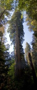 Redwoods