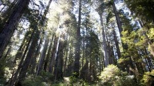Redwoods