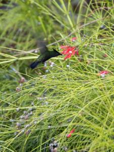 Antillean Crested Hummingbird