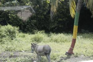 Donkey