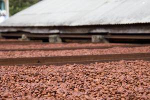 Cocoa beans