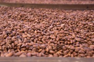 Cocoa beans up close