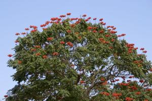 Orange flowers