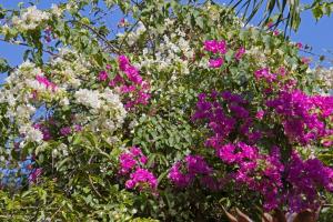 Bougainvillea
