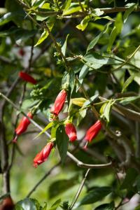 Red pods