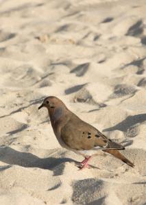 Dove