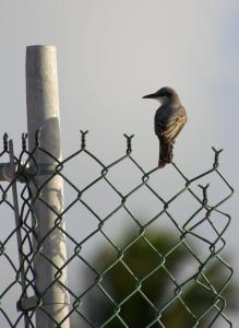 Grey Kingbird