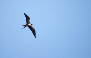 Frigate Bird