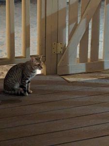 Restaurant cat (MAK)