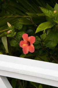 Hibiscus