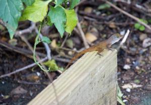 Anole lizard