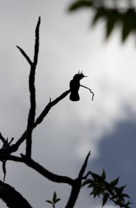 Hummingbird silhouette
