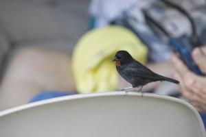 Lesser Antillean bullfinch