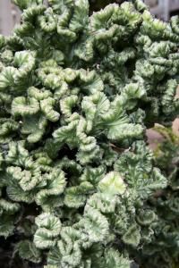 Weird plant