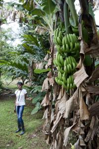 The farmer shows off the banana tree