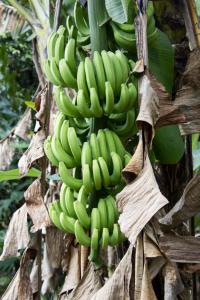 Bananas