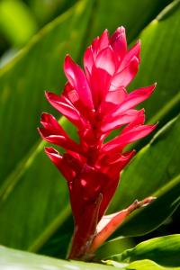 Red ginger