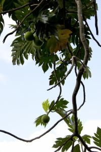 Breadfruit