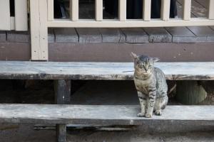A somewhat grizzled feral cat