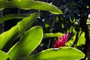 Caribbean Cruise - Day 5 - Saint Lucia