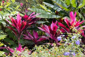 Caribbean Cruise - Day 6 - Dominica