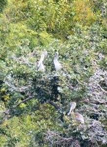 Pelicans in trees