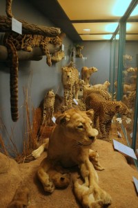 Big cats
