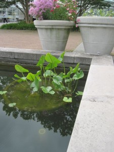 Pond (MK)