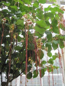 Brooklyn Botanical Garden (MK)
