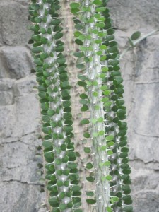 Brooklyn Botanical Garden (MK)