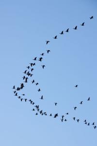 Lots of geese