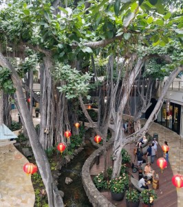 Banyon Tree at the International Market