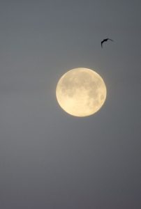 Super Moon