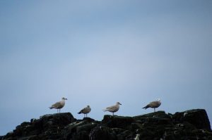 Seagulls