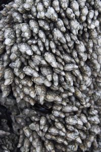 Barnacles
