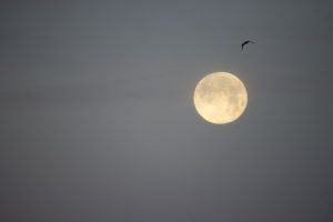 Super moon