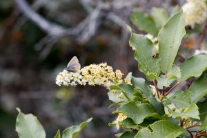 Butterfly and bee