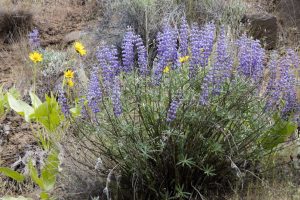 Wildflowers