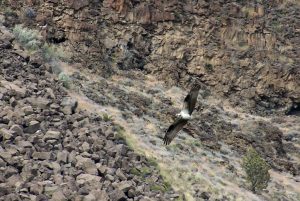 Osprey