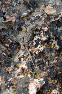 Lizard