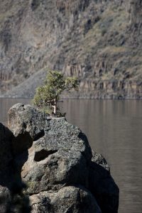 Lone Cypress at Cove Palisades